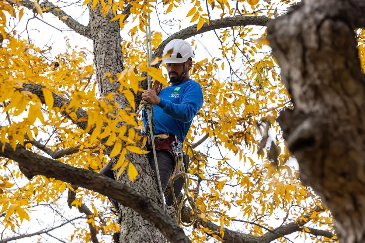 Skilled Storm Damage Cleanup crew working in Danville